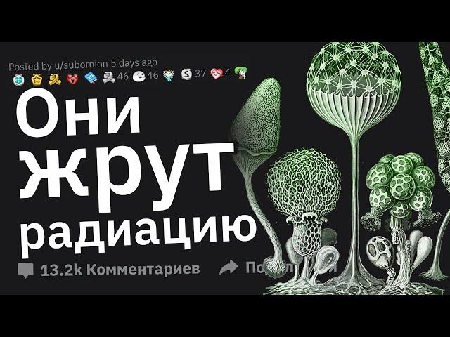 Очень Успокаивающие Факты