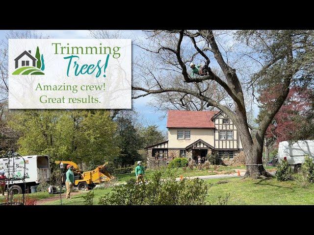 Tree Trimming Day - great crew, great results! ️🪚