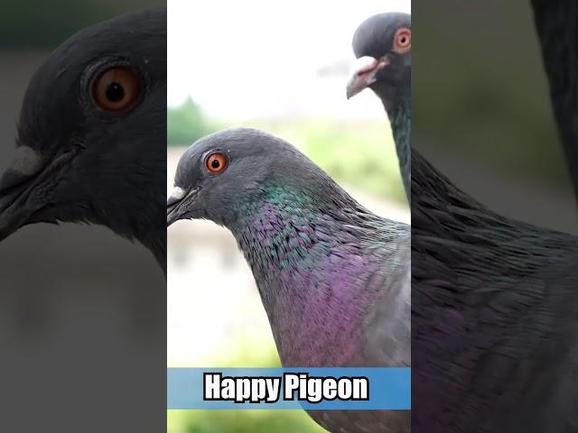 Happy pigeon #pigeon #鴿子 #飛翔