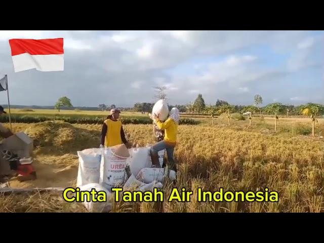 Bapak TNI Babinsa ikut membantu warga petani yang sedang panen padi.