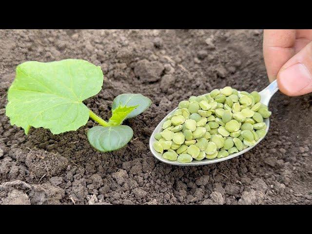 Never Plant Cucumbers Without It! Throw It in the Hole When Planting Cucumbers in the Soil!