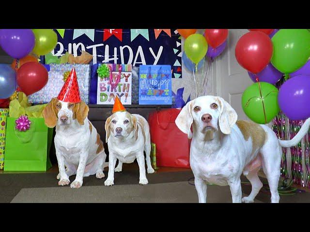 Dog Gets Biggest Birthday Surprise Party Ever! Cute Dogs Penny & Potpie Throw Party for Maymo