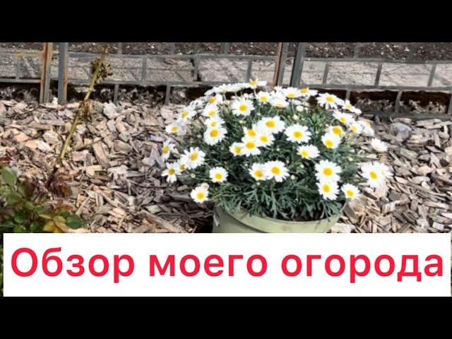 ЧТО СДЕЛАНО В ОГОРОДЕ НА 7 мая