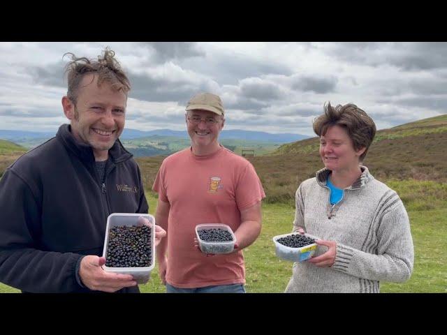 Picking Bilberries, and their health benefits on a fun family Sunday.