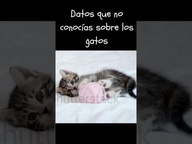 Datos que no conocías sobre los gatos #animals #gatos #gato #cat #cats #mascotas #viral #shorts