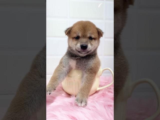 Shiba Inu: Your Next Furry Best Friend Awaits!