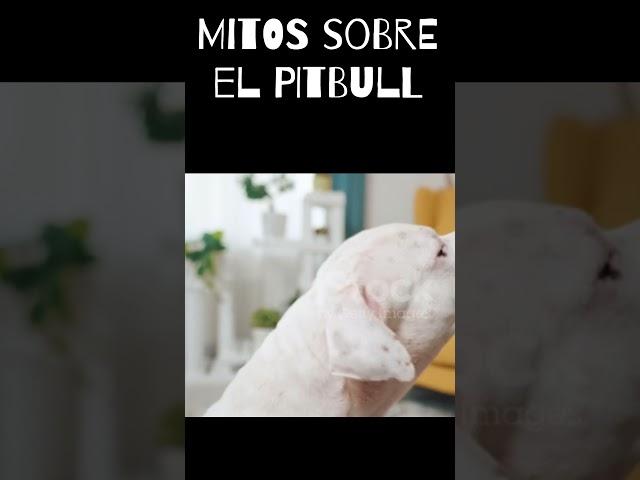 Mitos sobre el pitbull #dogs #dog #animals #perros #viral #shorts