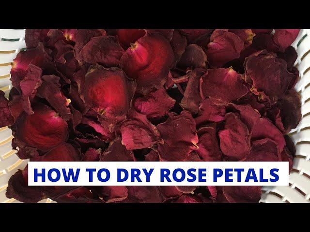 How to Dry Rose Petals | DIY Drying Rose Flowers | What to do with roses?