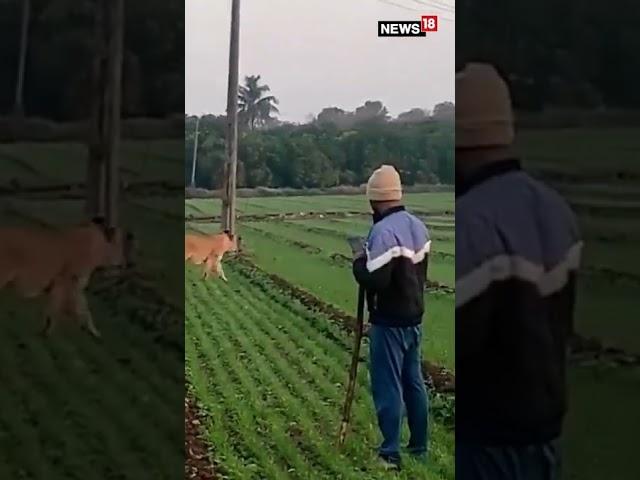 Viral Video | Lion Spotted Roaming Around A Green Field | Gujarat | #shorts | #viral | English News