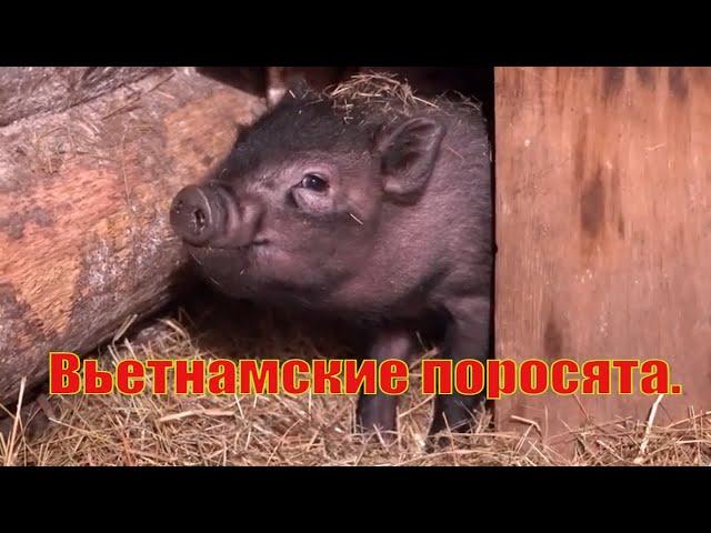 Вьетнамские поросята  содержание и кормление.  Поросятам 1,5 месяца