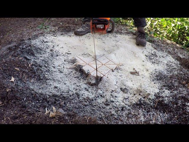 How To Make A Tree Stump Disappear In Just A Few Minutes