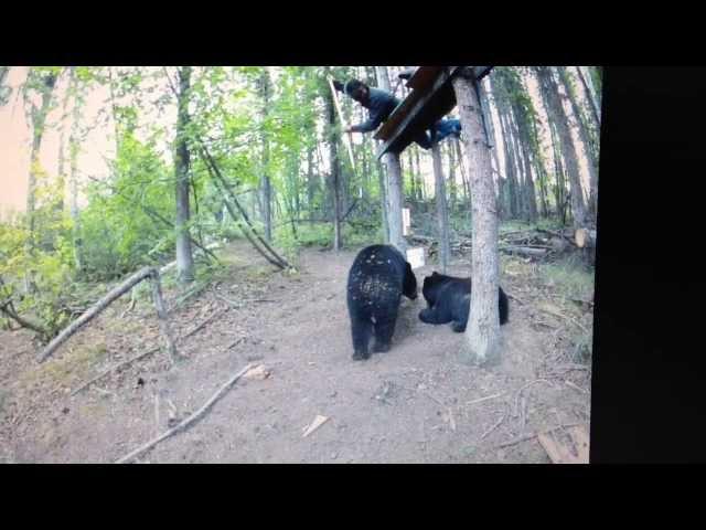 Spearing a black bear