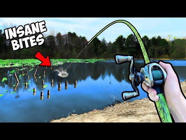 1v1 Trophy Pond Fishing Tournament (INSANE)