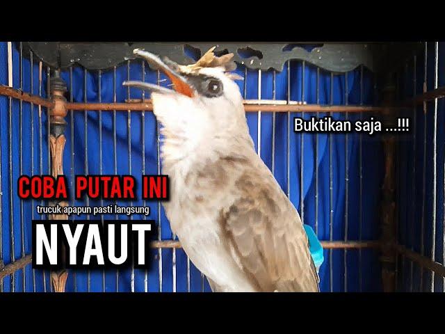 trucukan gacor TARUNG ROPEL PANJANG pancingan trucukan agar bunyi jadikan burung trucuk gacor NYAUT