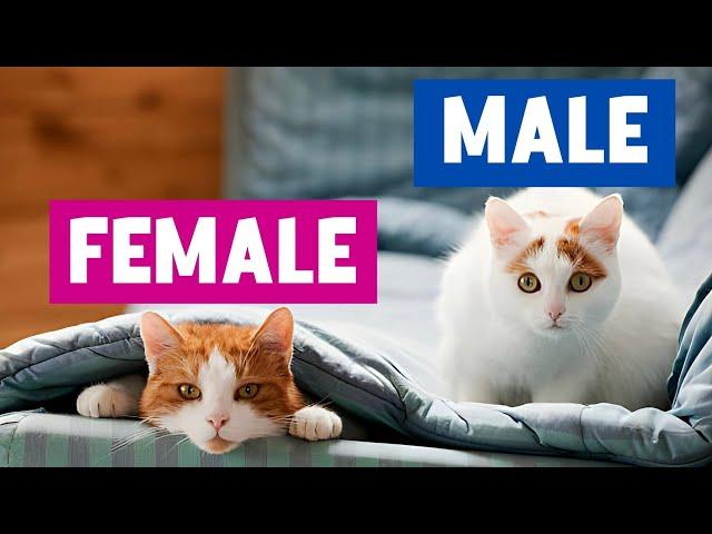 The UNKNOWN Differences Between MALE and FEMALE CATS!