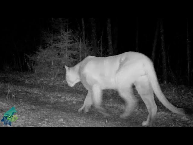 Impressive cougar captured on camera in northern Minnesota