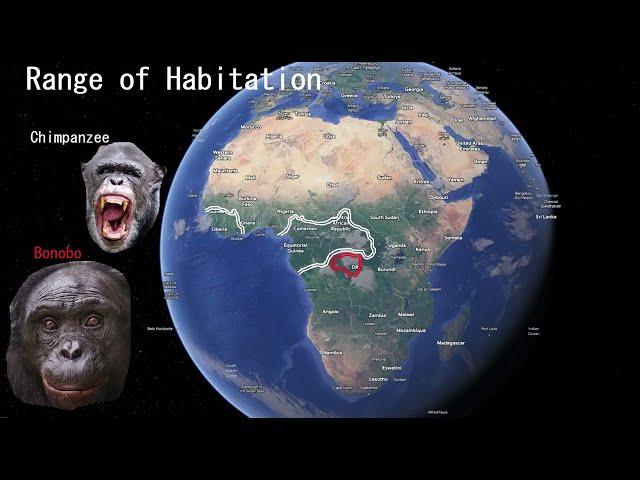 DNA analysis + GEDmatch of a Bonobo