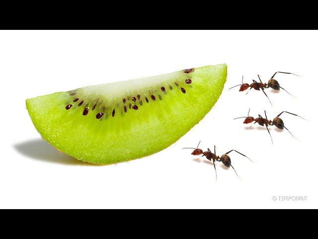 Ants vs Kiwi Timelapse