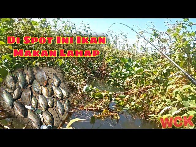 Di Spot Ini Ikan Makan LahapMancing Sebentar Dapat Ikan Banyak || Waduk Cengklik || Mancing Nyobok