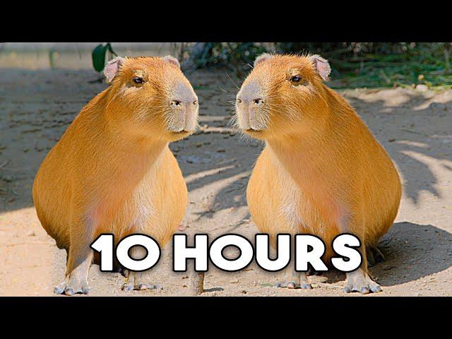 The Capybara Song Official Music Video - 10 HOUR LOOP 