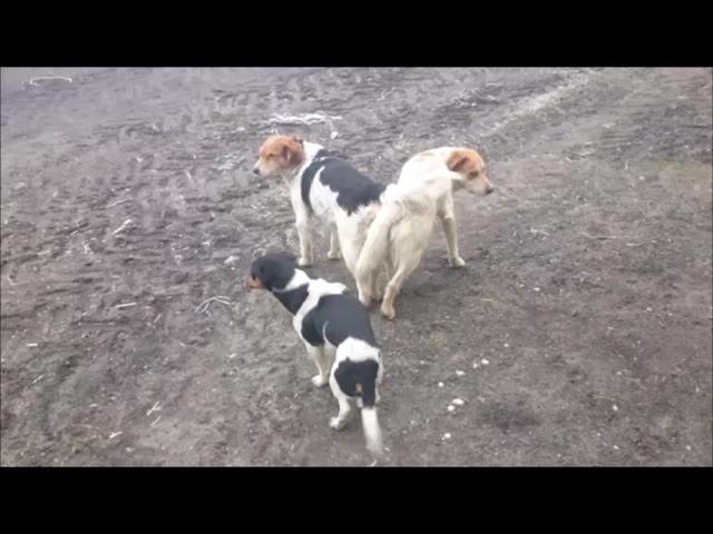 Festiwal wolnych psów / psie gody / Free dogs festival / dog mating 12.2016