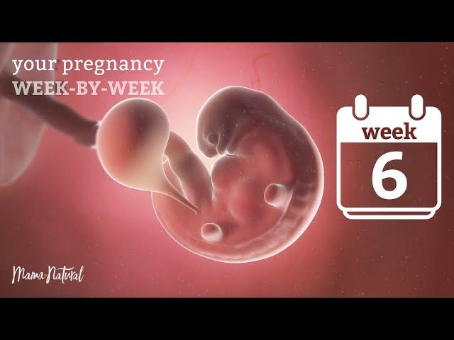 6 Weeks Pregnant - Natural Pregnancy Week-By-Week