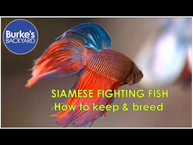 Siamese Fighting Fish Road Test