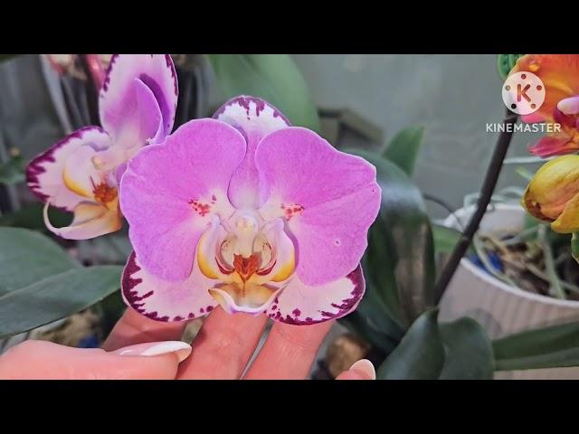 Phal. Gooky, phal. Golden Jaguar, phal. Black Piano, phal. Schilleriana и др.Обзор ещё одного окна