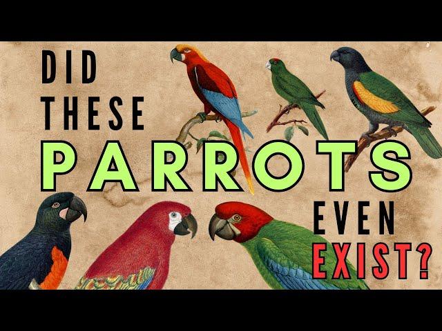 8 Disputed Species of Parrot from the Caribbean - Hypothetical Species