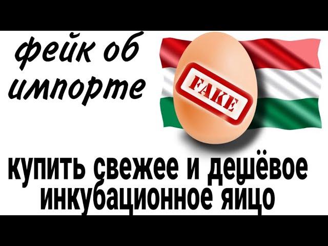 Фейк про импортное Инкубационное Яйцо