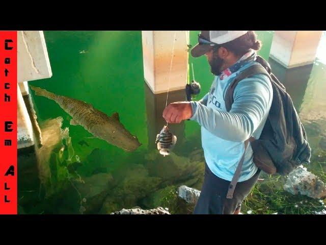 GIANT STRIPED FISH Takes FISH on the FISHING LINE in CRYSTAL CLEAR WATER!