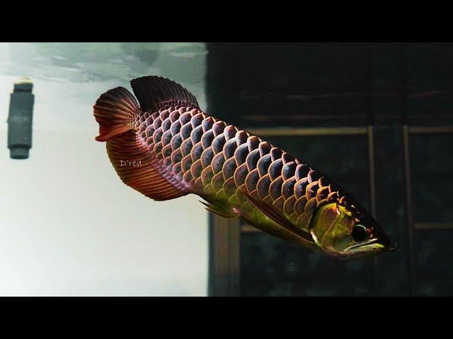 Most Beautiful Crossback Blue Base Arowana | Super Rare Arowana in Asia