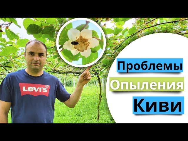 Проблемы опыления у киви. Как цветут киви.