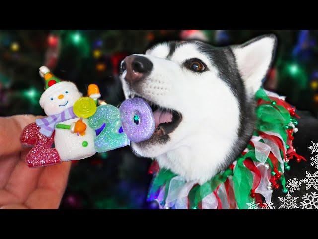 My Huskies Help Decorate The Christmas Tree  2020