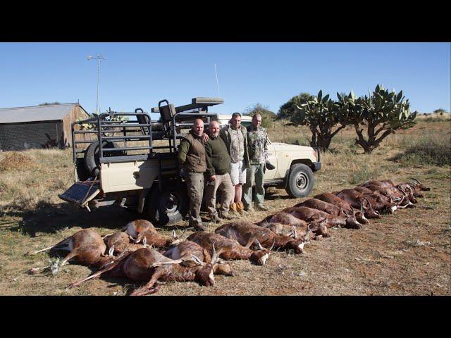 Culling Blesbuck in Africa.