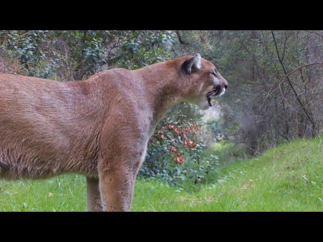 The Powerful Puma Screams!