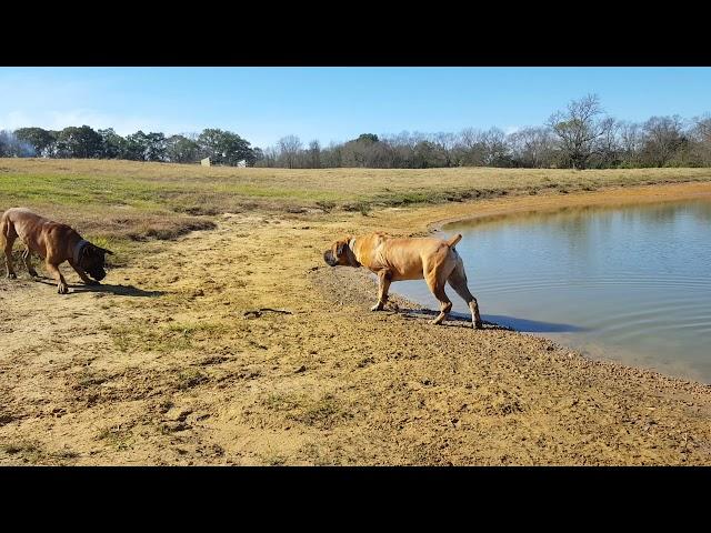 Boerbull playtime