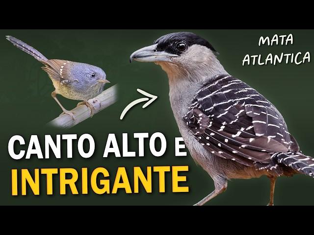 AVES da Mata Atlântica com CANTOS ESTRANHOS ou INTRIGANTES!