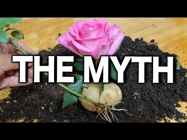 Growing Rose Cuttings In a Potato Debunking the Myth