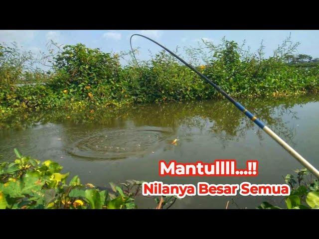 Mancing di Sungai ini Umpan Lumut Strike Full Nila Babon