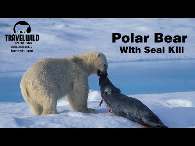 Polar Bear with Seal Kill