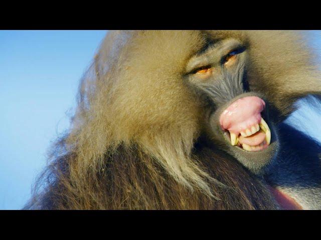 Why These Vegetarian Monkeys Have Sharp Predator Teeth
