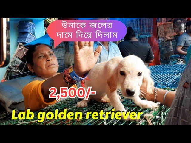 Labgolden Retriever Dog Puppies Only 2,500rs / recent dog puppies update / Galiff Street Kolkata