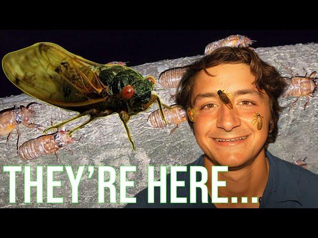 Millions of Cicadas are Invading...This is Why! (13 Year Cicadas Explained)