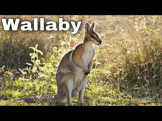 All About Wallabies. The Kangaroo is the World's Largest Hopping Animal. Facts you didn't know