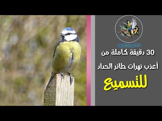 دقيقة 30  دقيقة كاملة من تغاريد طائر الحداد - للتسميع