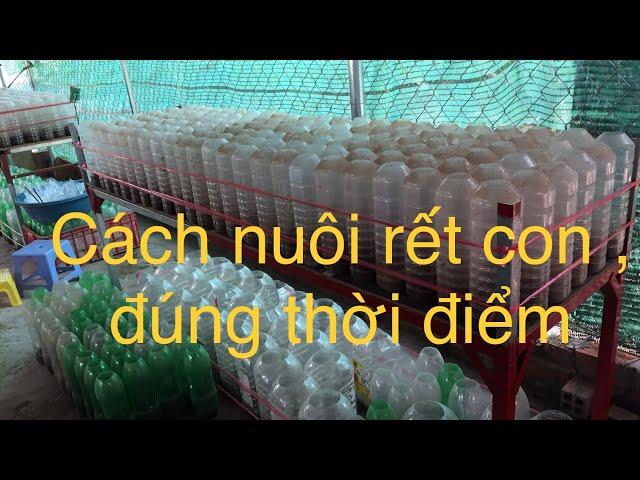 Nuôi rết , chọn thời gian nuôi phù hợp nhất , tốt nhất trong năm .