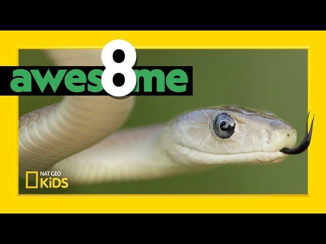 Super Serpents That Slither | Awesome 8