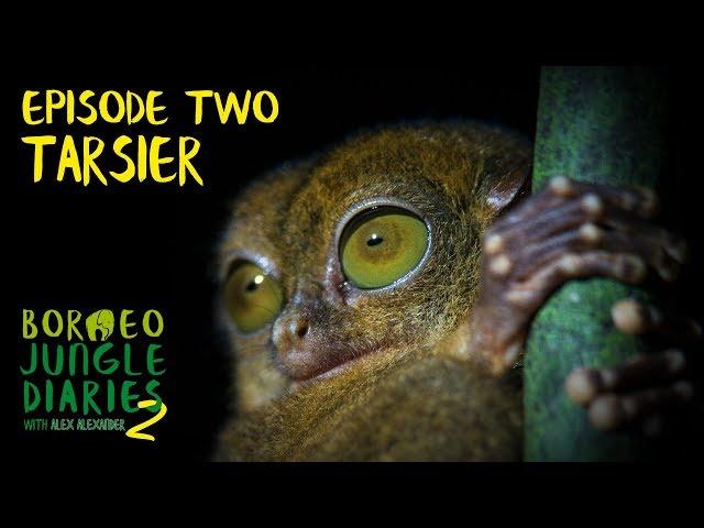 Tarsier: Bug Eyed Demon Creature | Borneo Jungle Diaries (S02E02) | SZtv