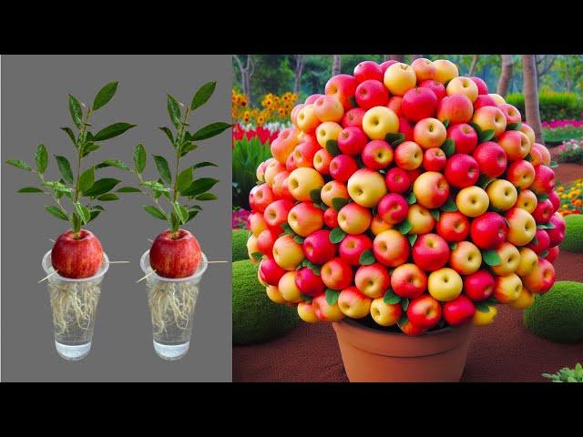 Super Special Technique for Propagating Apples With Aloe Vera, how to growing apples trees